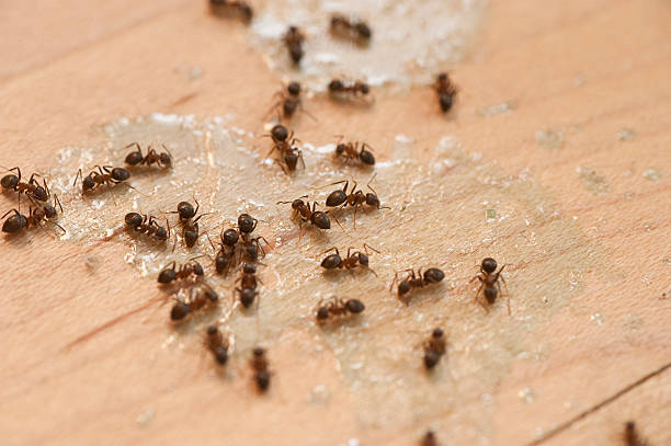 Best Mosquito Control Services  in Aberdeen, MD